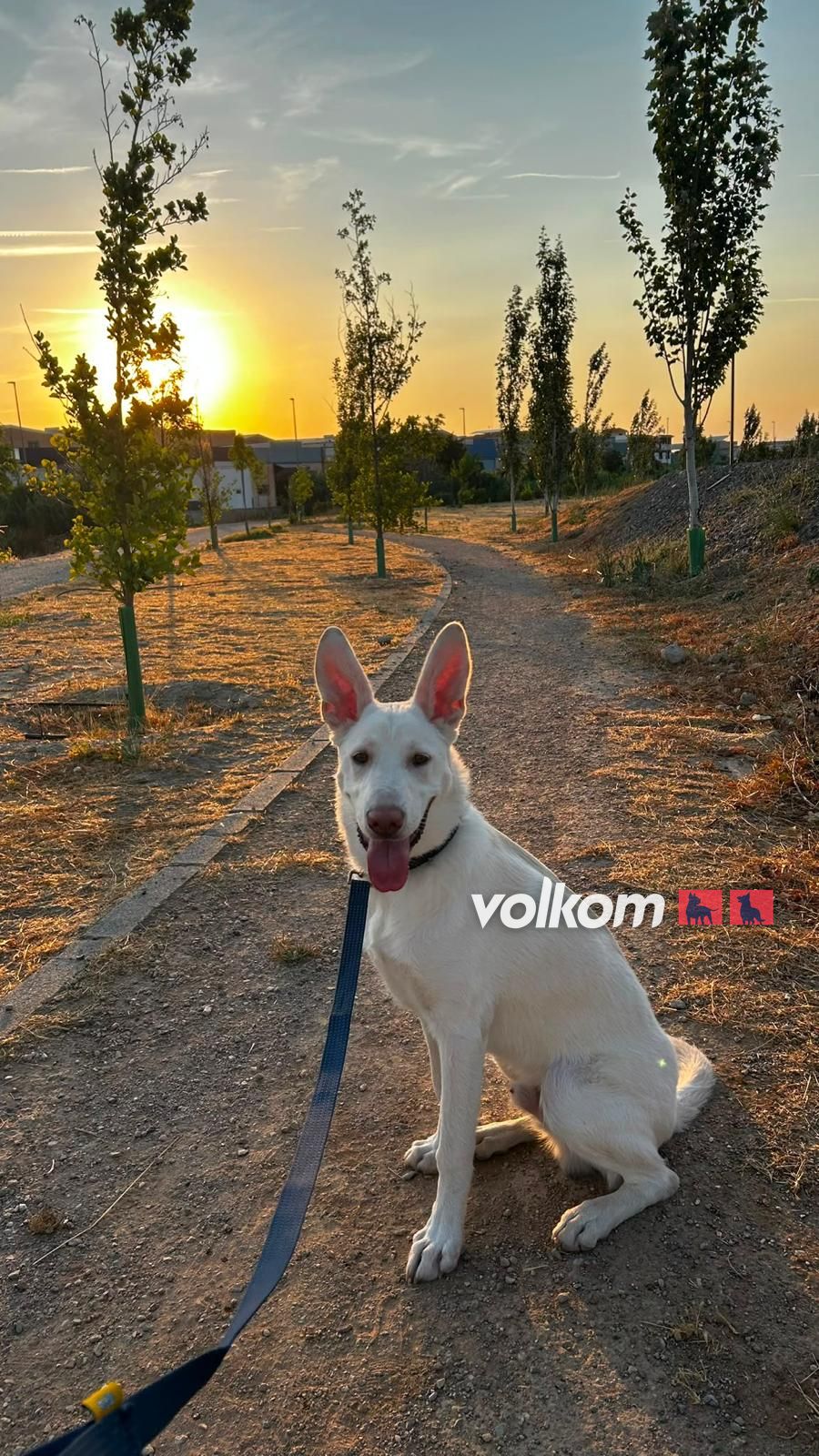 Nico, pastor suizo blanco, sentado en un camino al atardecer