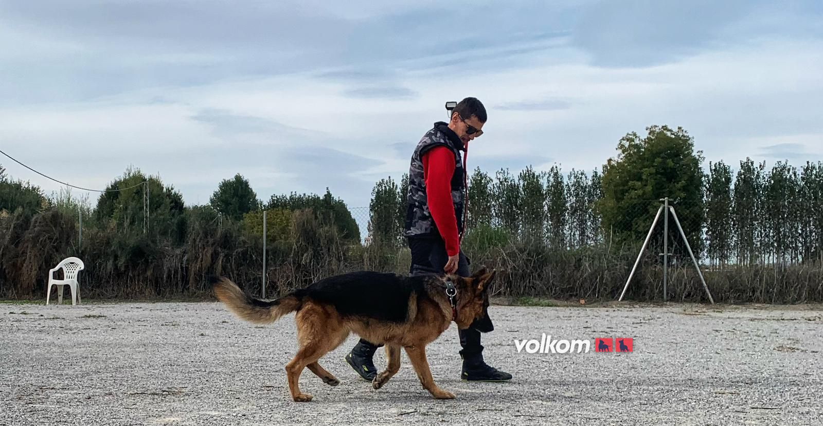 Sultán, pastor alemán, caminando junto a Alejandro