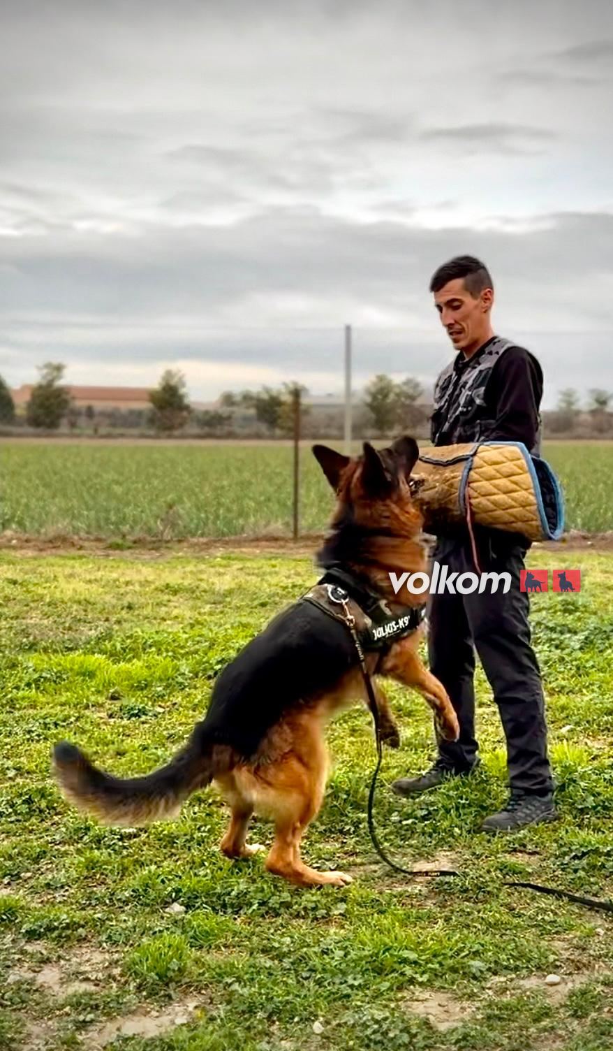 Pastor alemán en una sesión de trabajo
